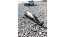 Un delfín muerto aparece en la playa nudista de Corinto