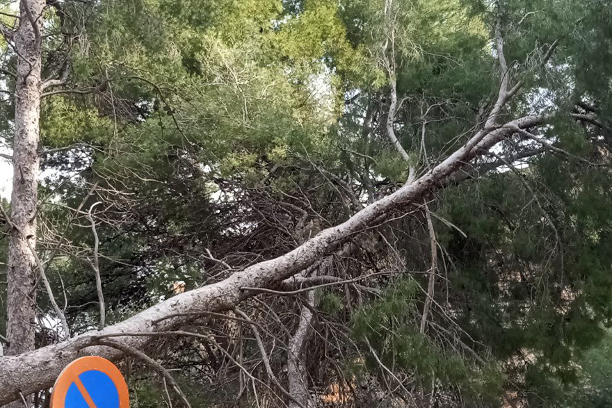 El Consell Agrari comienza el 27 de febrero los trabajos de poda y tala del arbolado dañado de la ladera del Castillo para garantizar la seguridad 