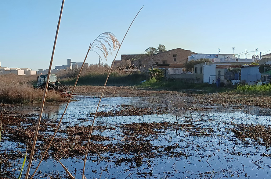 La Concejalía de Agricultura lleva a cabo trabajos de selvicultura en el Grau Vell