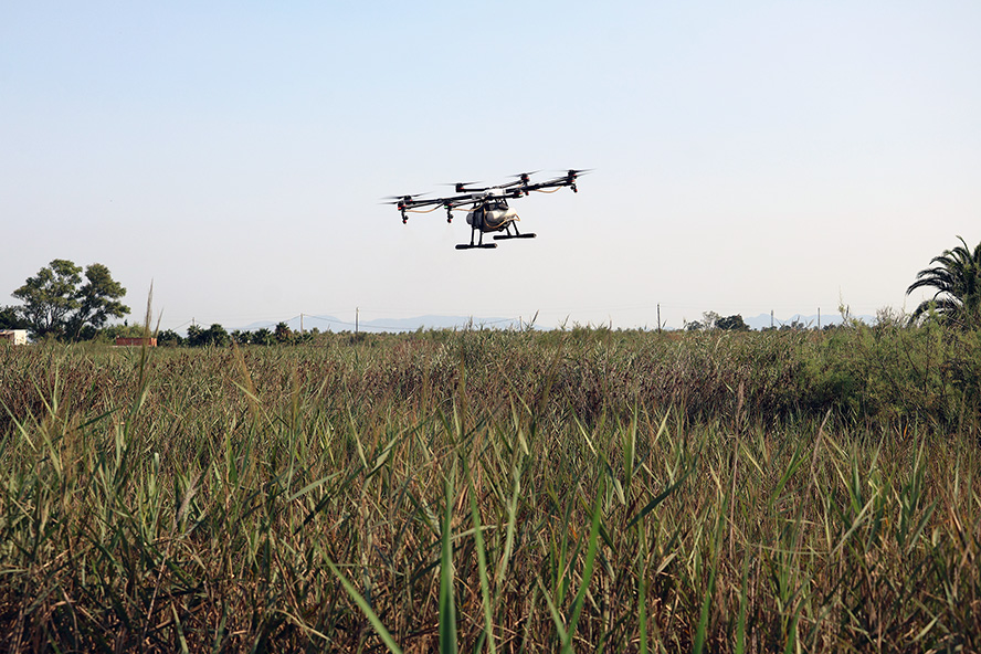 Sagunto intensifica la lucha contra los mosquitos con tratamientos aéreos con biocida para las larvas