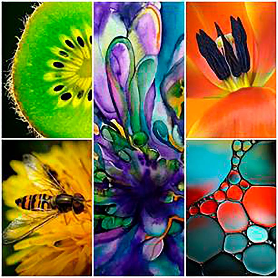 'Naturaleza y vida en macro', una exposición del alumnado de Dibujo y Pintura del Campus Obert a la Ciutadania