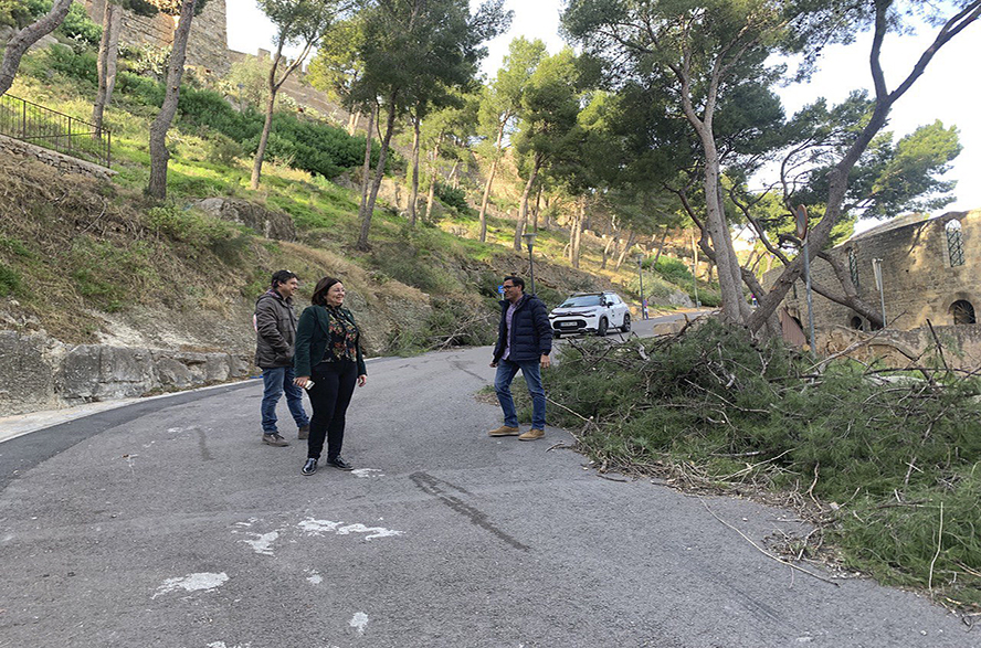 El Consell Agrari hace trabajos de poda y tala del arbolado dañado de la ladera del Castillo para garantizar la seguridad