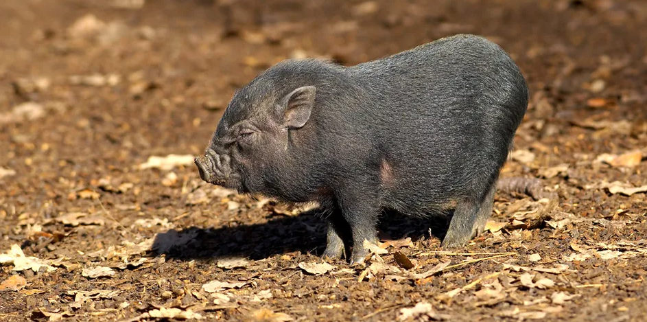 El departamento de Sanidad solicita la colaboración ciudadana cuando se avisten cerdos vietnamitas u otros animales silvestres