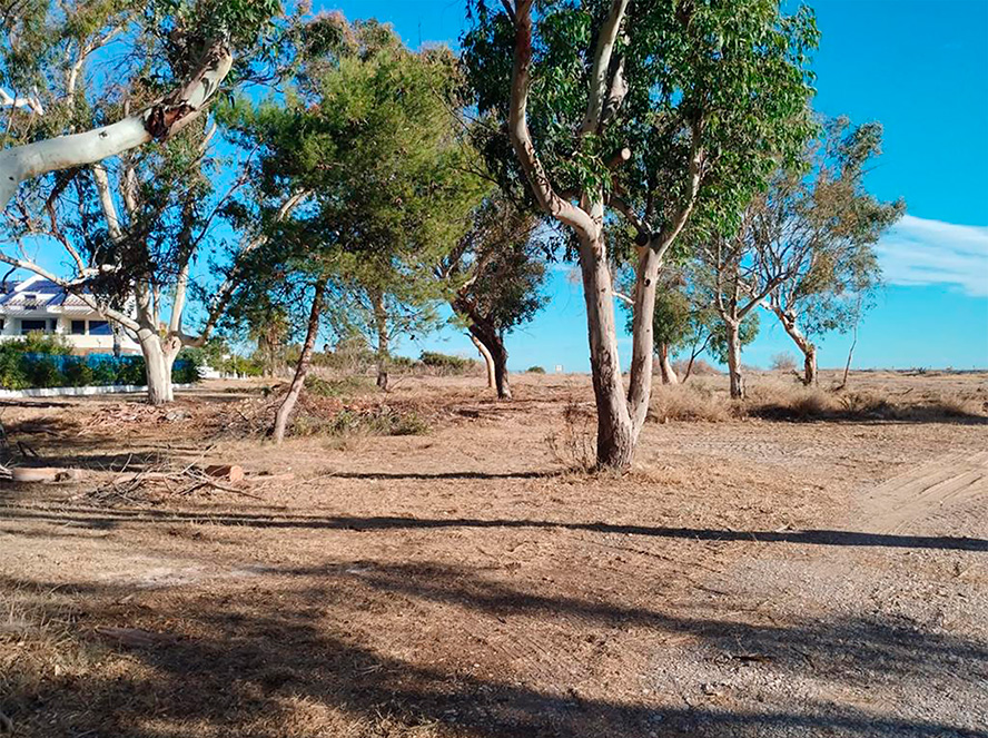 La SAG retira la vegetación exótica de los accesos a las playas de Almardá y Malvarrosa ante la amenaza de incendios y accidentes